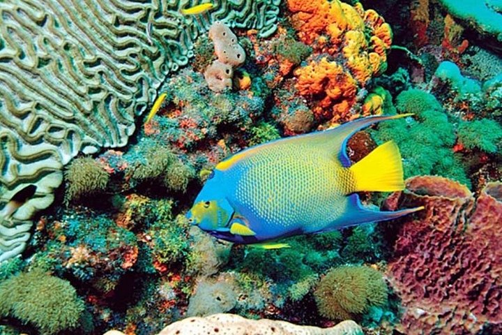 Jamaica Tours and Excursions